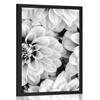 Plakat pastelowe kwiaty dalii w czerni i bieli - 20x30 silver