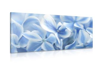 Obraz niebiesko-białe kwiaty hortensji - 120x60