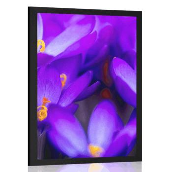 Plakat kwitnący fioletowy krokus - 60x90 black
