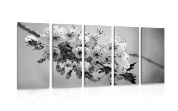 5-częściowy obraz gałązka kwitnącej wiśni w wersji czarno-białej - 100x50