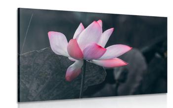 Obraz delikatny kwiat lotosu - 60x40