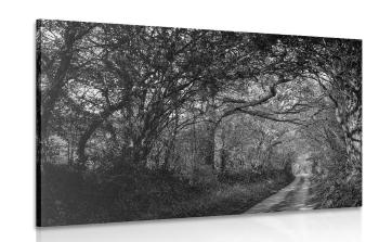 Obraz czarno-biały las - 60x40