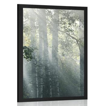 Plakat promienie słońca w mglistym lesie