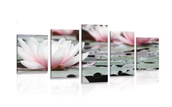 5-częściowy obraz kwiat lotosu - 200x100