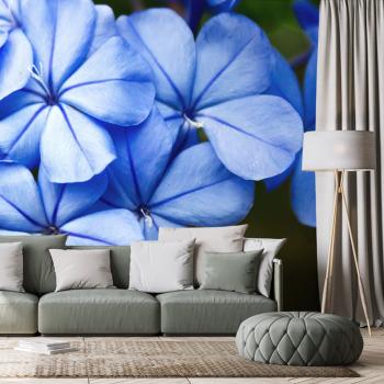 Samoprzylepna fototapeta dzikie niebieskie kwiaty - 150x100