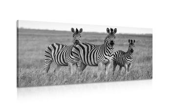Obraz trzy zebry na sawannie w wersji czarno-białej - 100x50