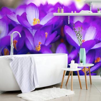 Samoprzylepna fototapeta kwitnący fioletowy szafran - 225x150