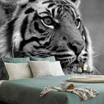 Fototapeta bengalski czarno-biały tygrys - 300x200