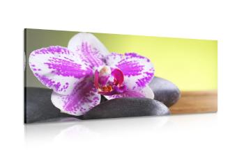Obraz orchidea i czarne kamienie - 100x50