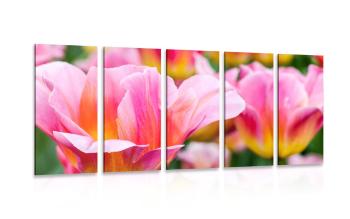 5-częściowy obraz łąka różowych tulipanów - 100x50