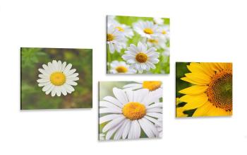 Zestaw obrazów kwiaty łąkowe - 4x 40x40