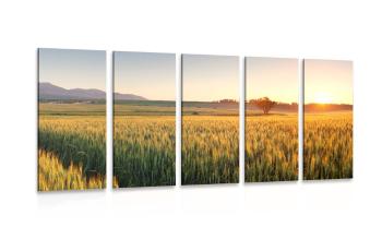 5-częściowy obraz zachód słońca nad polem pszenicy - 100x50
