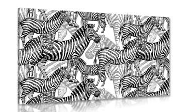 Obraz królestwo zebr w czerni i bieli