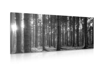 Obraz poranek w lesie w wersji czarno-białej - 100x50