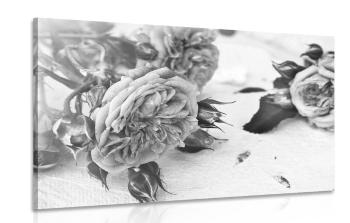 Obraz kwitnące róże w wersji czarno-białej - 60x40