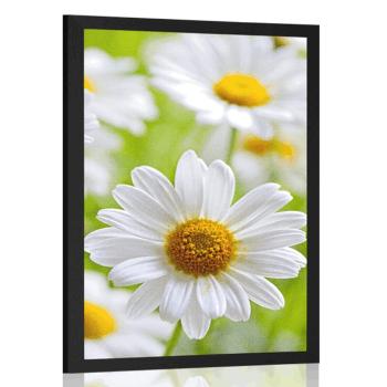 Plakat wiosenna łąka pełna kwiatów - 40x60 white