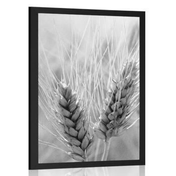 Plakat pole pszenicy  w czerni i bieli - 20x30 silver