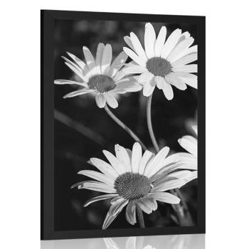 Plakat stokrotki w ogrodzie w czerni i bieli - 40x60 black
