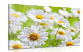 Obraz wiosenna łąka pełna kwiatów - 60x40