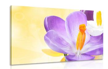 Obraz kwiat w wiosennym dotyku - 60x40