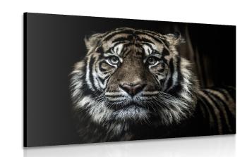 Obraz tygrys - 120x80