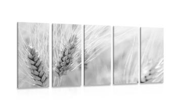5-częściowy obraz pole pszenicy w wersji czarno-białej