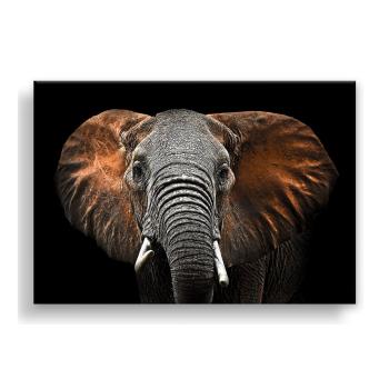 Obraz Styler Canvas Silver Uno Elephant, 85x113 cm