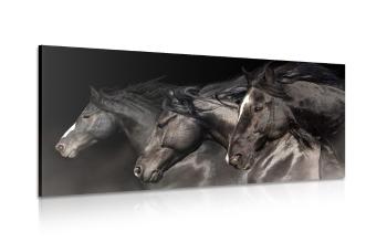 Obraz trzy galopujące konie - 120x60
