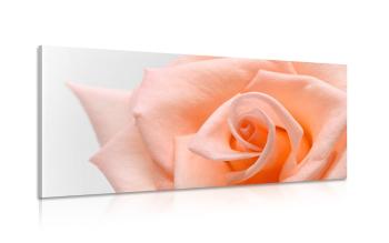Obraz róża brzoskwiniowa - 120x60