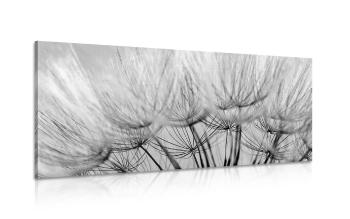 Obraz nasiona mniszka lekarskiego w wersji czarno-białej - 120x60
