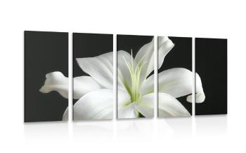 5-częściowy obraz piękna biała lilia na czarnym tle
