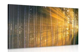 Obraz słońce za drzewami - 120x80