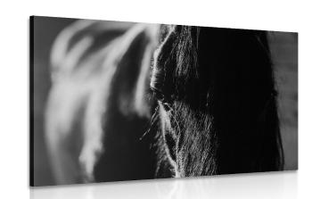 Obraz majestatyczny koń w wersji czarno-białej