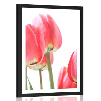Plakat z passe-partout czerwone polne tulipany - 60x90 silver