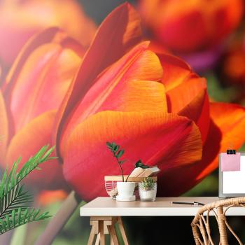 Samoprzylepna fototapeta piękne tulipany na łące - 450x300