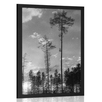 Plakat wczesnym wieczorem w lesie w czerni i bieli - 40x60 silver