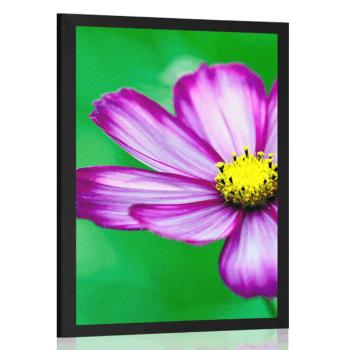 Plakat kwiat wiesiołka ogrodowego - 60x90 black