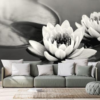 Fototapeta czarno-biały kwiat lotosu na jeziorze - 375x250