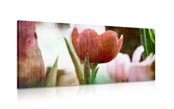 Obraz czerwony retro tulipan