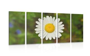 5-częściowy obraz kwiat margerytki - 200x100