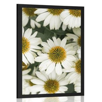 Plakat lecznicze kwiaty rumianku - 40x60 black