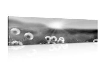 Obraz panorama kwitnącej łąki w wersji czarno-białej