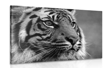 Obraz tygrys bengalski w wersji czarno-białej - 90x60
