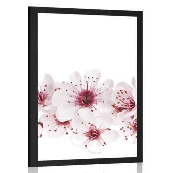 Plakat kwiaty czereśni w czerni i bieli - 60x90 black
