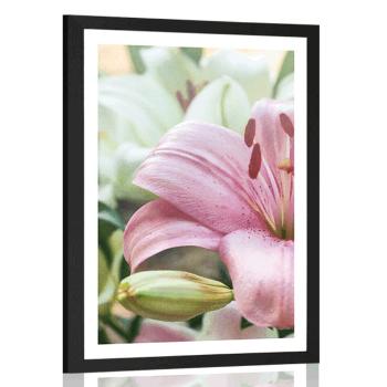 Plakat z passe-partout różowa lilia w rozkwicie - 20x30 white