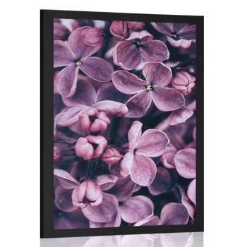 Plakat fioletowe kwiaty bzu - 40x60 silver
