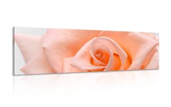 Obraz róży brzoskwiniowej szczegółowo - 150x50