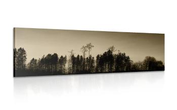 Obraz las w sepii - 120x40