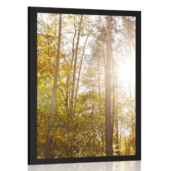 Plakat las w jesiennych kolorach - 30x45 silver
