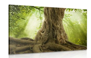 Obraz korzeń drzewa - 90x60